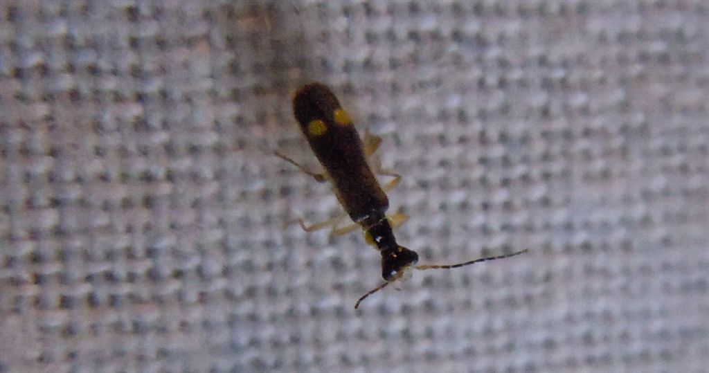 Cantharidae: Malthinus cfr. balteatus